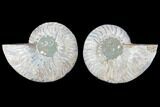 Cut & Polished Ammonite Fossil - Agatized #103075-1